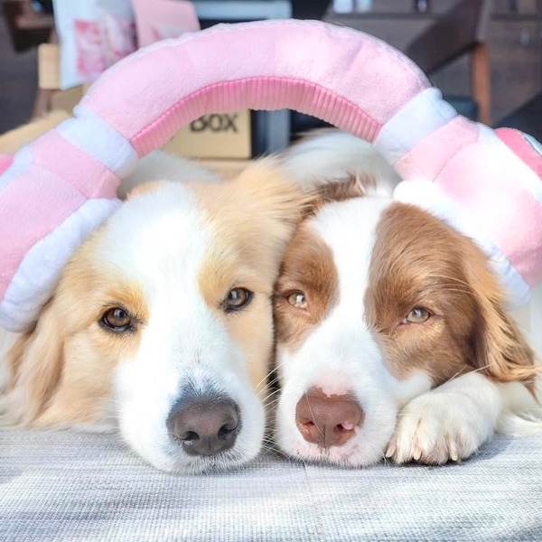 Bailey 嘻哈小狗系列