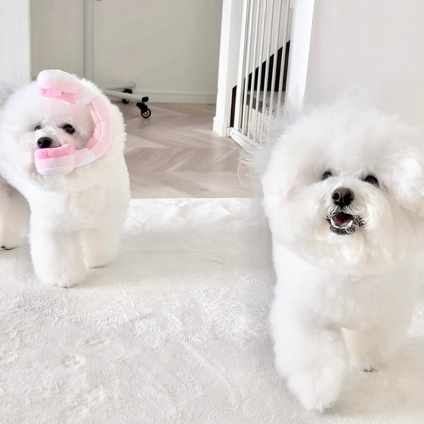 Bailey 嘻哈小狗系列