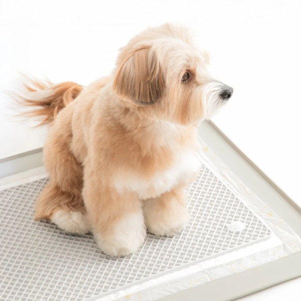 BITE ME 腳不濕尿尿墊